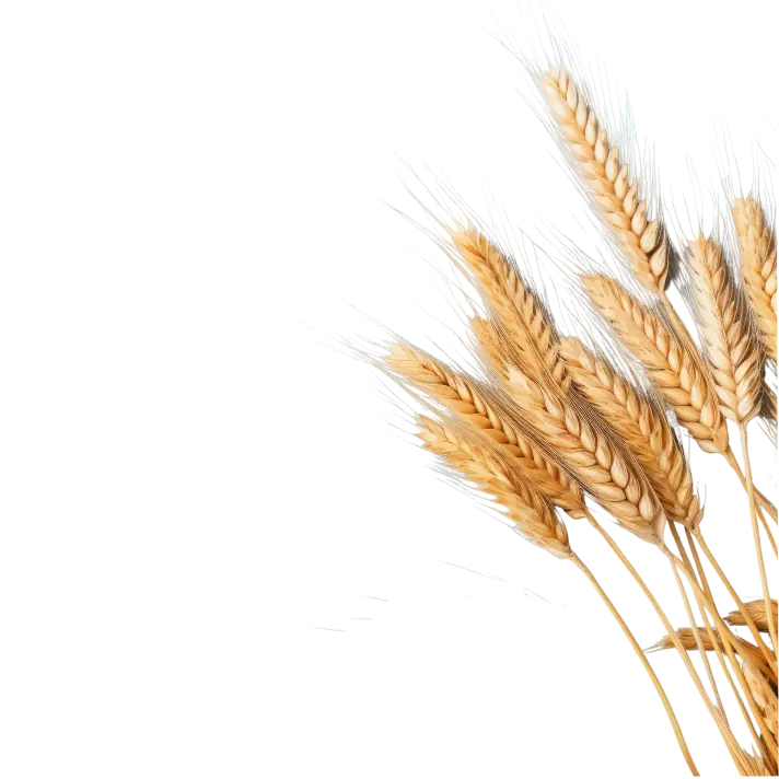 Ilustrație cu spic de grâu